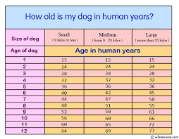 Python Exercise Calculate A Dogs Age In Dogs Years