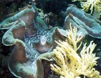 Image result for clam characteristics