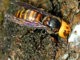 asian giant hornet insect facts vespa