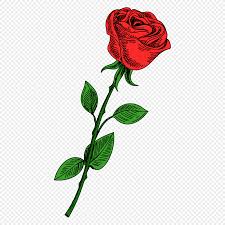 red rose png images with transpa