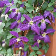 Slow to establish, it lives for years when happily situated. Happy Jack Purple Clematis X Proven Winners