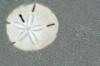 Check spelling or type a new query. How To Harden A Sand Dollar