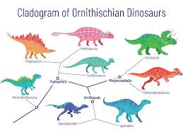 The cladogram of animals the features of animal body plans provide information for building the cladogram, or phylogenetic tree, of animals. What Is A Cladogram Definition And Examples