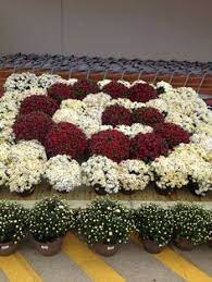 These varieties include cremon mums, which look like large daisies. 29 Home Depot Displays Ideas Home Depot Display B O