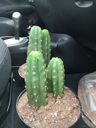 Growing san pedro cactus, or trichocereus pachanoi, he offers an identification guide, and active blogs for cactus hobbyists. Uzivatel Dr Nuke Na Twitteru San Pedro And Peyote Cacti Are Available At Many Garden Shops In Uk It S Legal To Sell Them As House Garden Plants Even Though They Contain Enough