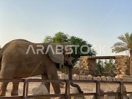 Elephant Animal In The Riyadh Zoo