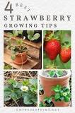 is-it-better-to-grow-strawberries-in-a-pot-or-in-the-ground