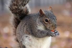 Keep Squirrels Away From Fall Bulbs