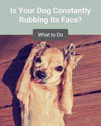your dog constantly rubs its face