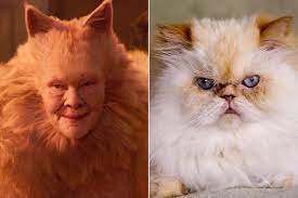 cast of cats if they were real life cats