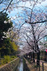 武蔵 小杉 桜