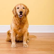 how to dog proof your hardwood floors