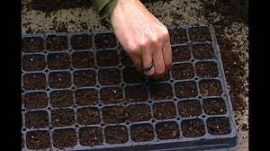 planting seed trays for your winter