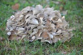 maitake mushrooms 101 a valuable mushroom