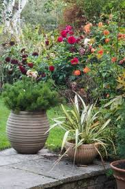 10 easy care evergreen pots for year