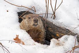 Some good indicators of a groundhog's presence are Woodchuck Control And How To Trap Out Unwanted Activity Around The Home