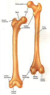 De mediale epicondyle van het femur wordt een botachtige uitsteeksel op de mediale zijde van het bot distale uiteinde. Anatomy The Knee Joint