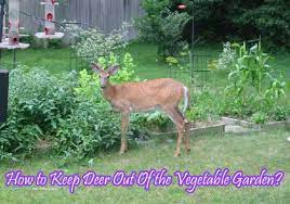 vegetable garden deer repellent