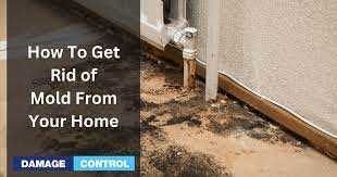 How To Get Rid Of Mold From Your Home