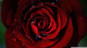 red rose wallpaper 1080p hd upload