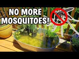 Prevent Mosquitoes In Your Pond