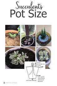 Succulents Pot Size How Big A Pot Do They Need