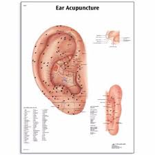 Ear Acupuncture Chart 50x67cm