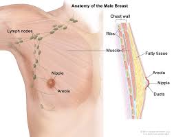 View, isolate, and learn human anatomy structures with zygote body. Breast Male Anatomy Image Details Nci Visuals Online