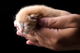 touch newborn kittens