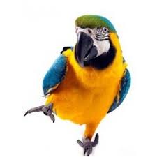 blue and gold macaw live aviary
