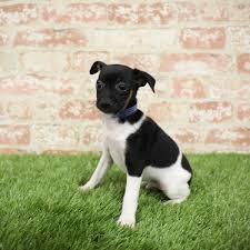 toy fox terrier puppies monroeville