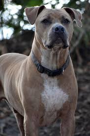 pitbull dog brown portrait