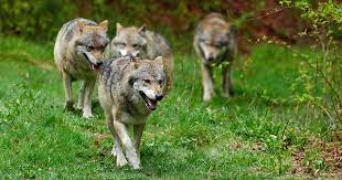 Wolves can be found in a variety of climates and habitats. Face Is The Recovery Of Wolf In Europe Reflected By The Latest Reports A Success Story Lost In The Data