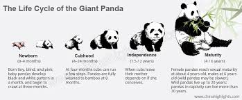 Life Cycle Of A Giant Panda From Birth To Death