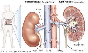 Renal System Definition Function Diagram Facts