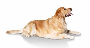 Golden Retriever Size Guide How Tall And Heavy Will Your
