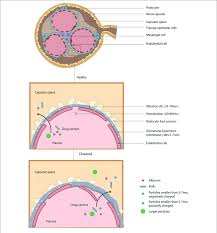 Glomerular Filtration Membrane