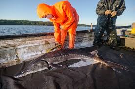 Икра осетровых рыб весом более 250 граммов. In Addition To Enjoying Delicious Sturgeon Caviar You Ll Also Learn About The Science Behind This Fishery Adding Depth And Meaning To A Really Fantastic Experience Bilde Av Acadian Sturgeon And Caviar