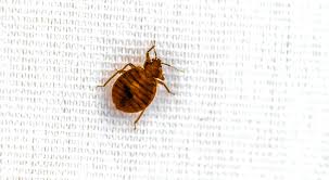 does the dryer kill bed bugs pure