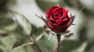 red rose wallpapers red flowers hd