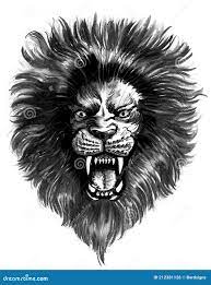 сердитый рычащий лев иллюстрация штока. иллюстрации насчитывающей  иллюстрация - 212381126