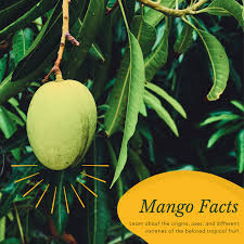 facts about the mango tree description
