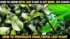 how to grow betel leaf plant get more