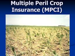Peril is a term used by insurance companies to describe risks such as wind damage or water damage when it comes to a homeowners policy. Ppt Multiple Peril Crop Insurance Mpci Powerpoint Presentation Free Download Id 3256472