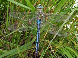 Emperor Dragonfly British Dragonfly Society