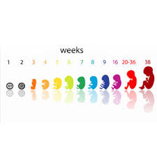 Pregnancy Calendar Week By Week Pregnancy Baby Growth Week By Week