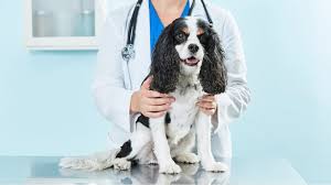 hookworms in dogs symptoms and