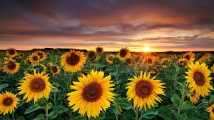 sunflower wallpapers top free