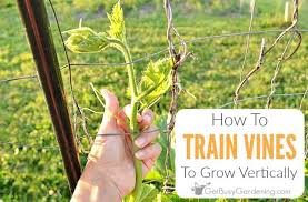 how to train vines to grow vertically