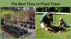 Plant Trees In A Home Garden